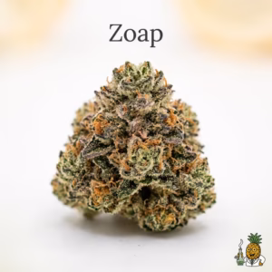 zoap-11-most-popular-2026